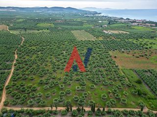Αγροτεμάχια 50.800 τ.μ. για πώληση