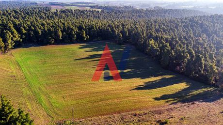 Αγροτεμάχια 4.350τ.μ. για πώληση-Κασσάνδρα » Σταυρός