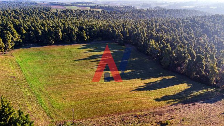 Αγροτεμάχια 4.350 τ.μ. για πώληση, Χαλκιδική, Κασσάνδρα