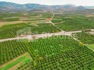Αγροτεμάχια 8.593 τ.μ. για πώληση, Αργολίδα, Μιδέα-thumb-11