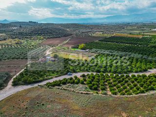 Αγροτεμάχια 5.850 τ.μ. για πώληση, Αργολίδα, Μιδέα-thumb-15