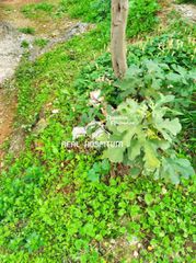 Land plot 210 sqm for sale