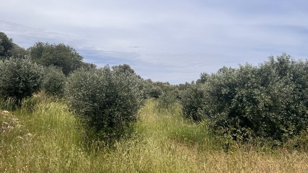 Οικόπεδο 1.824 τ.μ. πρός πώληση, Ν. Χίου, Χίος