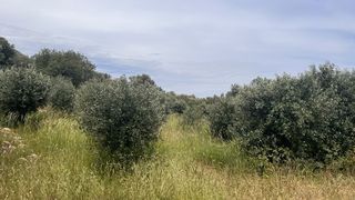 Οικόπεδο 1.824 τ.μ. για πώληση, Ν. Χίου, Χίος-thumb-4