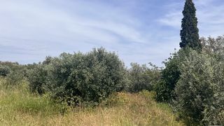 Οικόπεδο 1.824 τ.μ. για πώληση, Ν. Χίου, Χίος-thumb-5