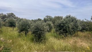 Οικόπεδο 1.824 τ.μ. για πώληση, Ν. Χίου, Χίος-thumb-3