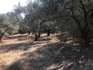 Οικόπεδο 1.649,87 τ.μ. για πώληση, Ν. Χίου, Χίος-thumb-6