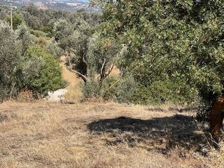 Αγροτεμάχια 1.370 τ.μ. προς πώληση, Άγιος Μηνάς Χίου-thumb-5