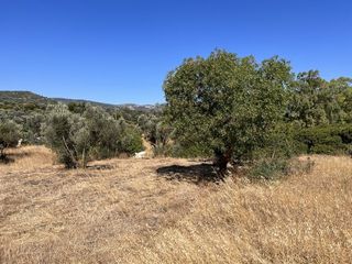 Αγροτεμάχια 1.370 τ.μ. προς πώληση, Άγιος Μηνάς Χίου-thumb-4