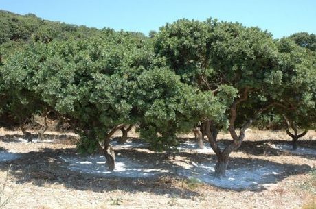 Αγροτεμάχια 4.550 τ.μ. για πώληση