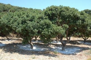 Αγροτεμάχια 4.550 τ.μ. για πώληση