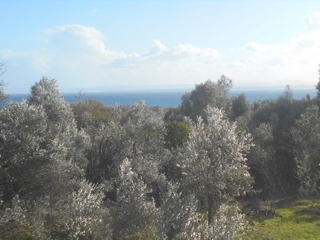 Οικόπεδο 1.490 τ.μ. για πώληση
