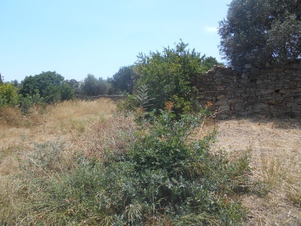 Οικόπεδο 895 τ.μ. προς πώληση, Πόλη Χίου