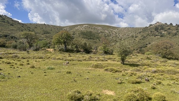 Οικόπεδο 4.510 τ.μ. πρός πώληση, Ν. Χίου, Χίος