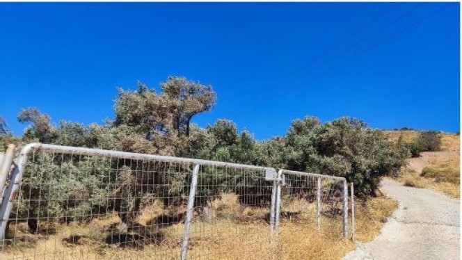 Αγροτεμάχια 4.266 τ.μ. πρός πώληση, Ν. Ρεθύμνου, Φοινίκας