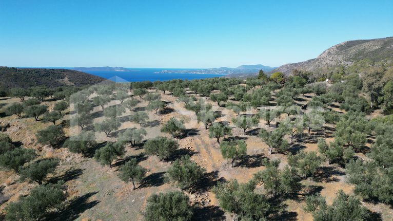 Αγροτεμάχια 7.130,21 τ.μ. για πώληση, Μεσσηνία, Κορώνη