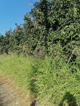 Αγροτεμάχια 6.000τ.μ. για πώληση-Δοβρά » Πατρίδα