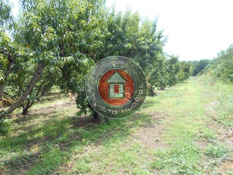 Αγροτεμάχια 3.000 τ.μ. για πώληση