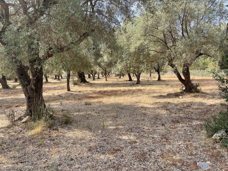 Parcel 5.844sqm for sale-Lefkada » Apollonio
