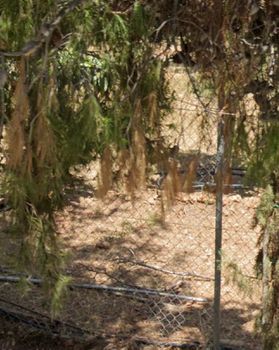 Οικόπεδο 602τ.μ. για πώληση-Άλιμος » Καλαμάκι