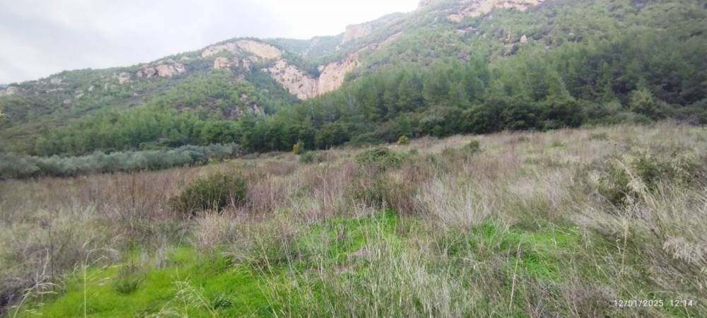 Αγροτεμάχια 2.500 τ.μ. πρός πώληση, Κορινθία, Σικυώνα
