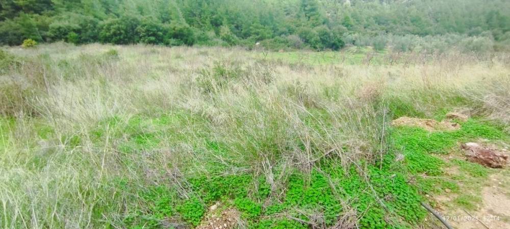 Αγροτεμάχια 2.500 τ.μ. πρός πώληση, Κορινθία, Σικυώνα