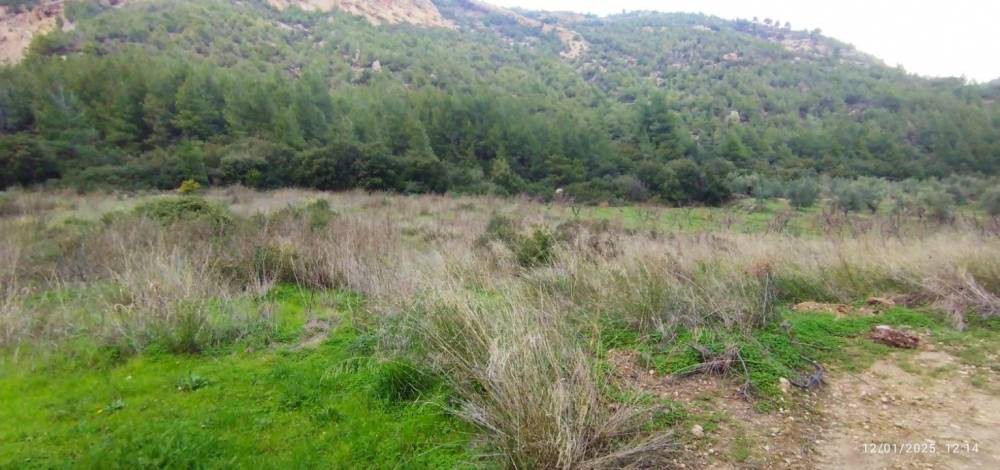 Αγροτεμάχια 2.500 τ.μ. πρός πώληση, Κορινθία, Σικυώνα