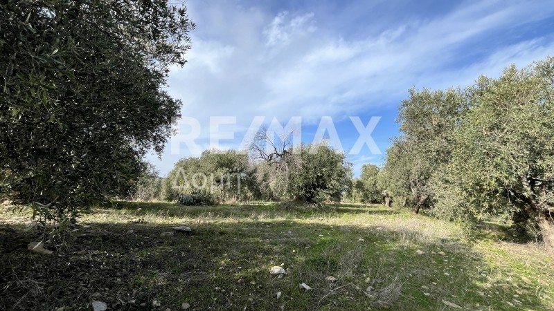 Οικόπεδο 9.221 τ.μ. πρός πώληση, Μαγνησία, Σούρπη