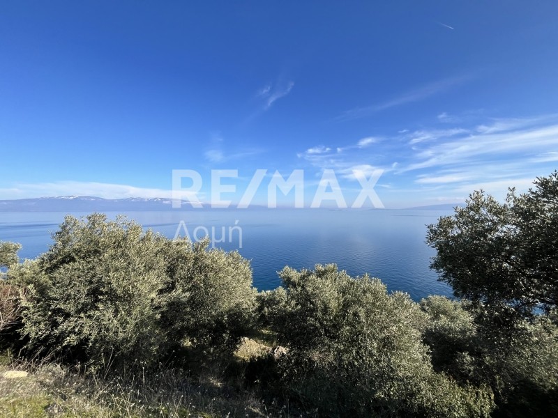 Οικόπεδο 9.992 τ.μ. πρός πώληση, Μαγνησία, Σούρπη