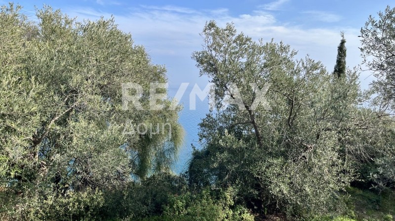 Οικόπεδο 16.705 τ.μ. πρός πώληση, Μαγνησία, Σούρπη