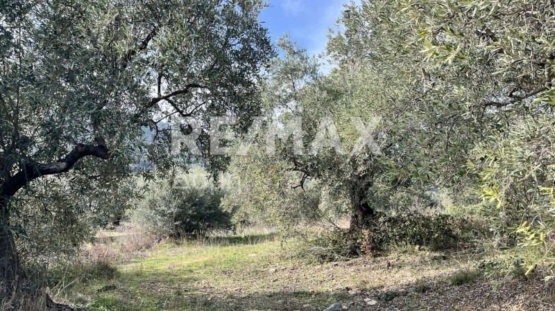 Οικόπεδο 16.705 τ.μ. πρός πώληση, Μαγνησία, Σούρπη
