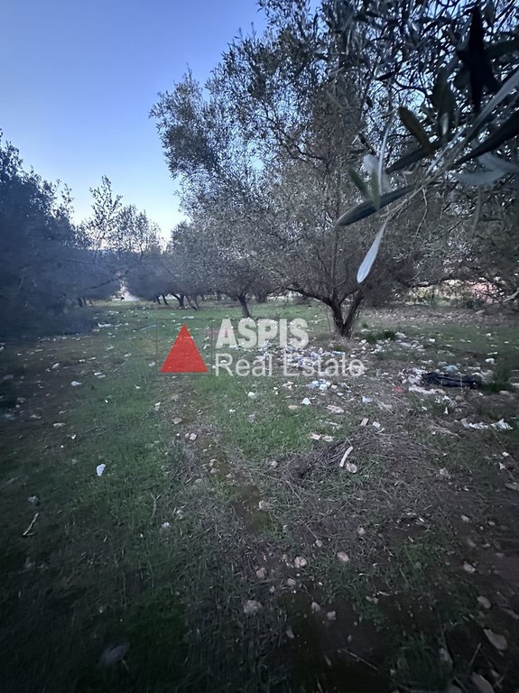 Οικόπεδο 1.240 τ.μ. πρός πώληση, Αθήνα - Ανατολικά Προάστια, Κορωπί