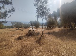 Οικόπεδο 6.054 τ.μ. για πώληση, Ν. Καβάλας, Θάσος-thumb-6