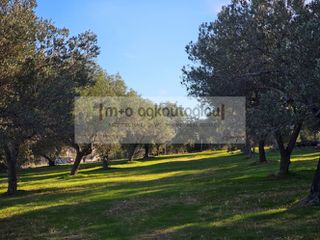 Αγροτεμάχια 5.140 τ.μ. για πώληση
