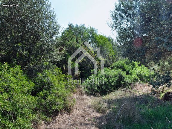 Αγροτεμάχια 11.000 τ.μ. για πώληση, Χαλκιδική, Παναγιά