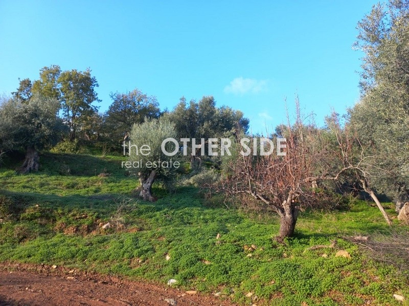 Αγροτεμάχια 15.000 τ.μ. προς πώληση, Ξηροκάμπι Φαρίδας