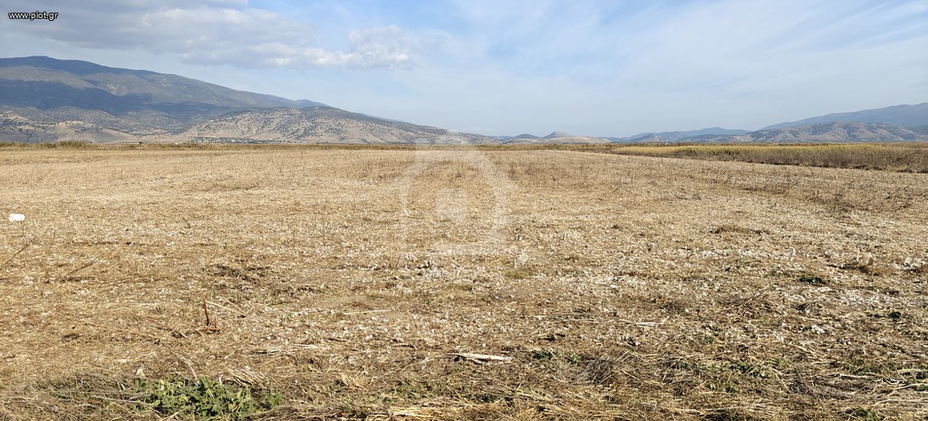 Αγροτεμάχια 32.000 τ.μ. πρός πώληση, Ν. Λάρισας, Πλατύκαμπος