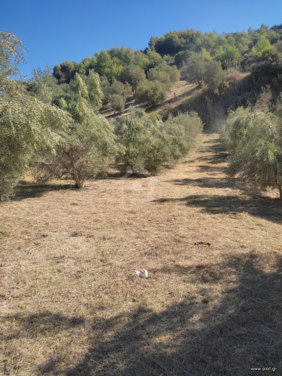 Οικόπεδο 6.000 τ.μ. προς πώληση, Ν. Ηλείας, Αρχαία Ολυμπία