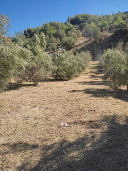Land plot 6.000 sqm for sale