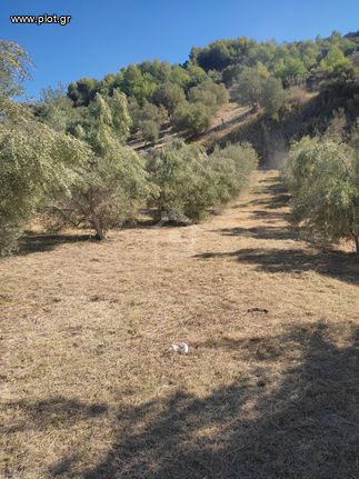 Οικόπεδο 6.000 τ.μ. για πώληση, Ν. Ηλείας, Αρχαία Ολυμπία