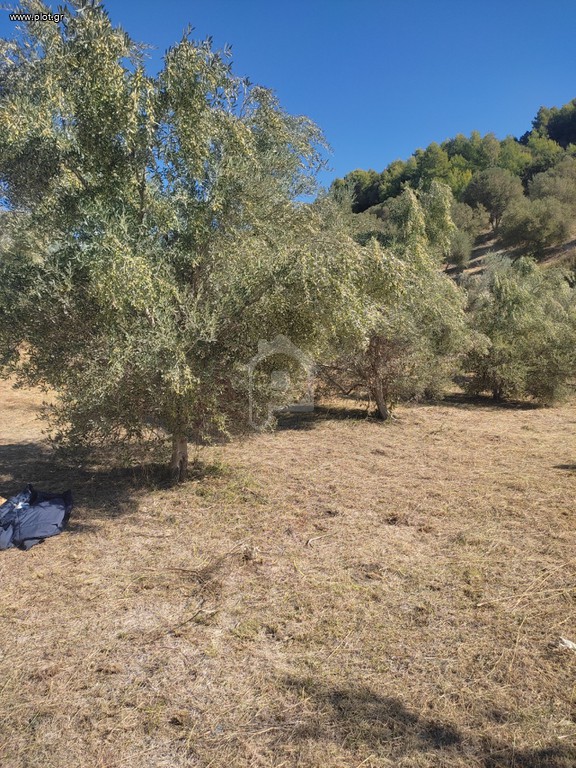 Οικόπεδο 6.000 τ.μ. προς πώληση, Ν. Ηλείας, Αρχαία Ολυμπία