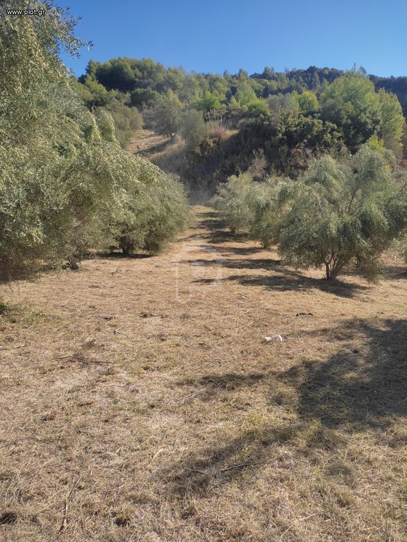 Οικόπεδο 6.000 τ.μ. προς πώληση, Ν. Ηλείας, Αρχαία Ολυμπία