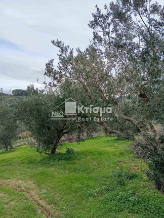 Αγροτεμάχια 2.777 τ.μ. για πώληση, Ν. Ηλείας, Πύργος