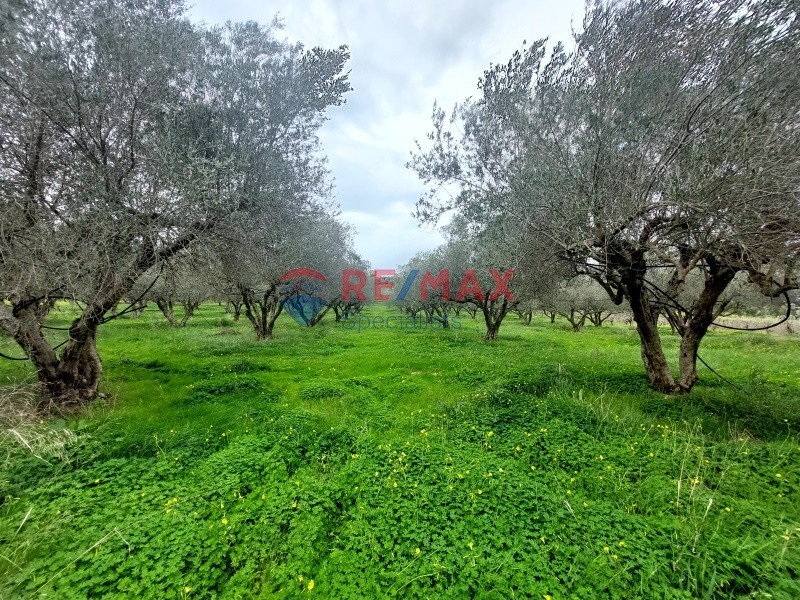 Οικόπεδο 4.813 τ.μ. προς πώληση, Επάνω Βάθεια