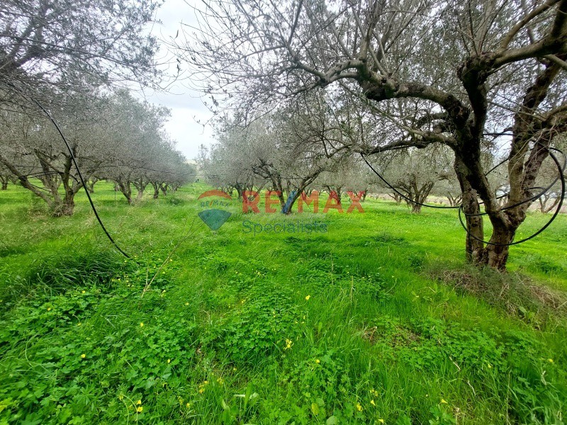 Οικόπεδο 4.813 τ.μ. προς πώληση, Επάνω Βάθεια