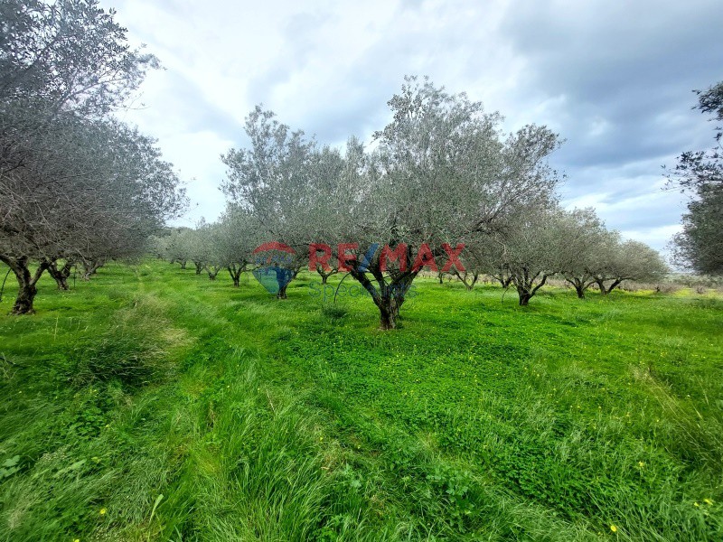 Οικόπεδο 4.813 τ.μ. προς πώληση, Επάνω Βάθεια