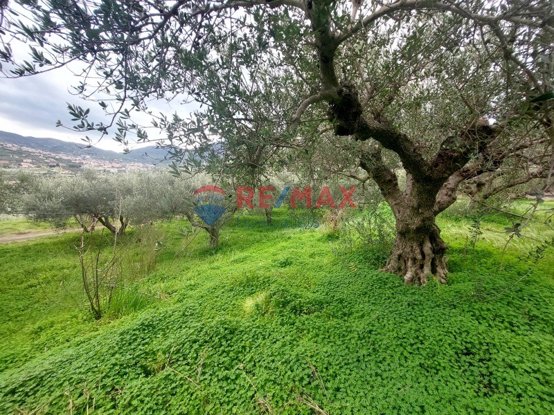 Οικόπεδο 10.000 τ.μ. πρός πώληση, Ν. Ηρακλείου, Αρχάνες