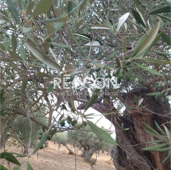 Αγροτεμάχια 8.000τ.μ. για πώληση-Μελιγαλά » Καλλιρρόη