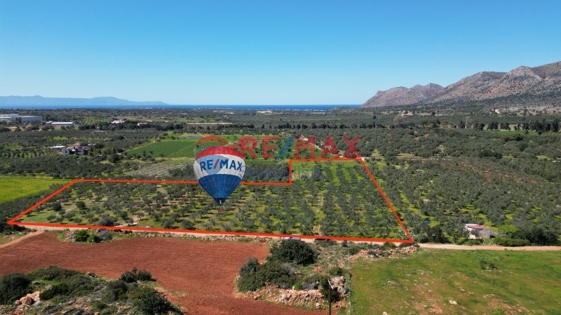 Οικόπεδο 18.011 τ.μ. προς πώληση, Μονή Αγίας Τριάδος των Τζαγκαρόλων