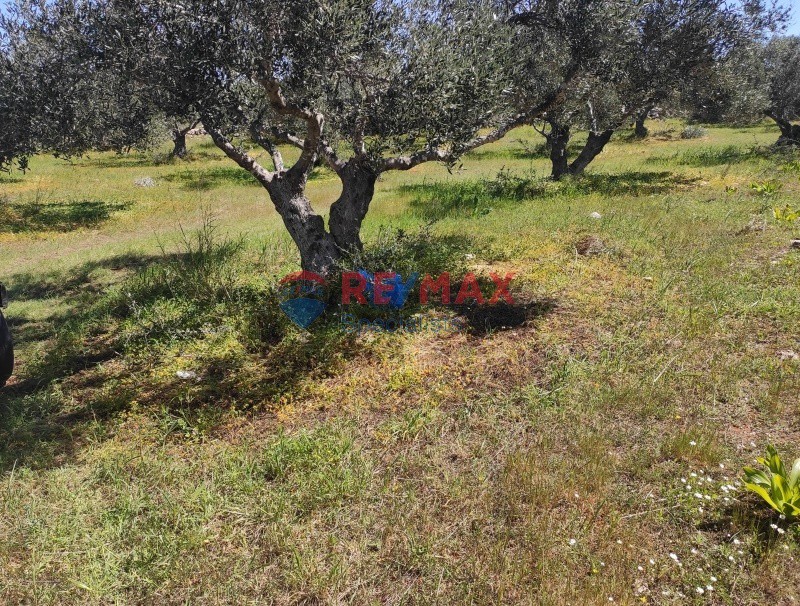 Οικόπεδο 1.000 τ.μ. προς πώληση, Καλαθάς Ακρωτηρίου